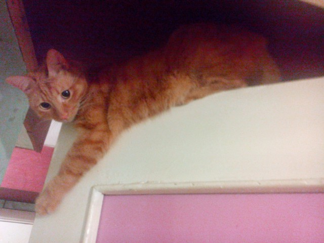 Картинки и приколы из сети