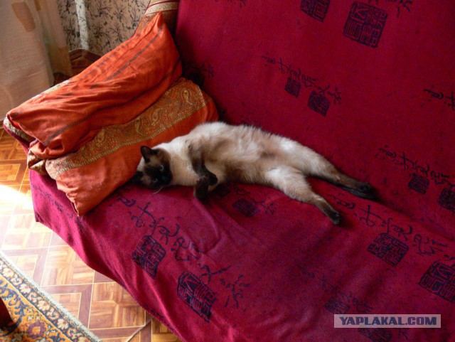 Коты миску делят