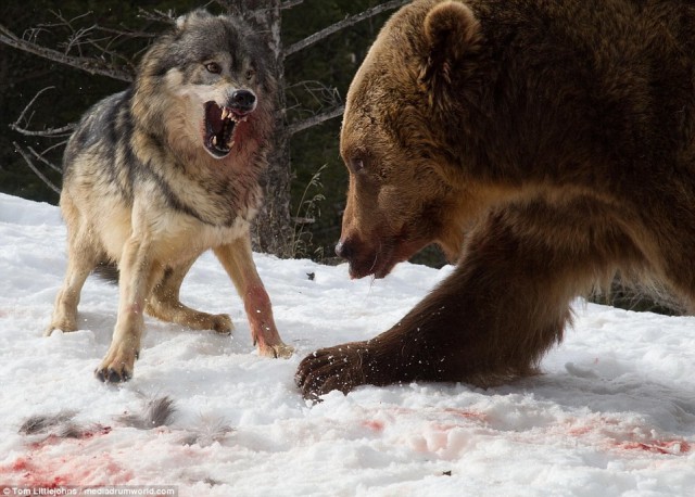Турист заснял кровавую схватку гризли со стаей волков