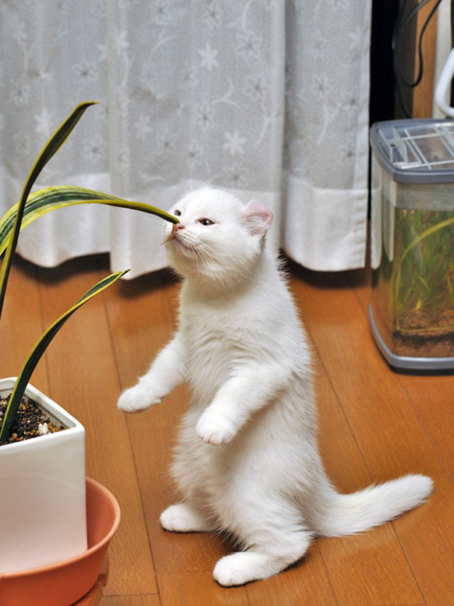 Кошкин день
