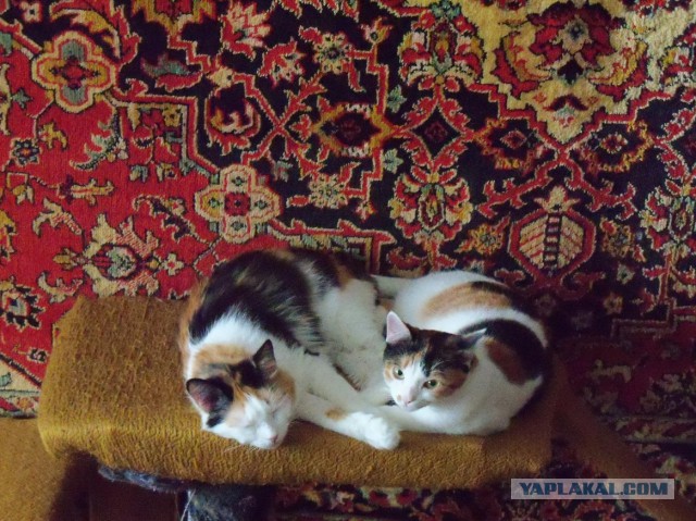 Котовторник 11/04/2017
