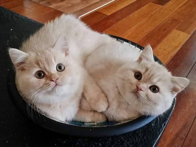 Коты и Кошки