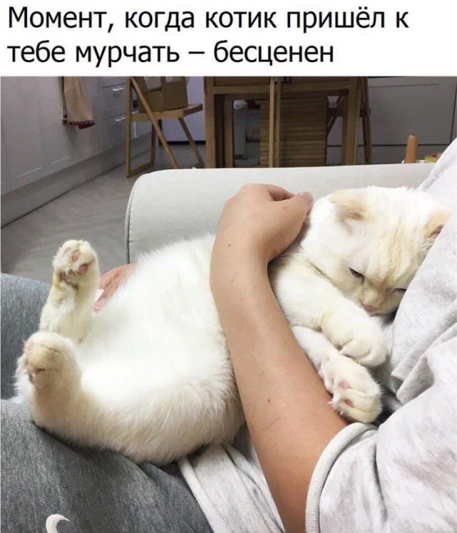 Коты и Кошки