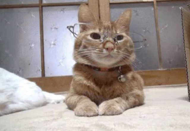 Коты и Кошки