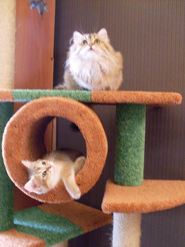 Коты и Кошки