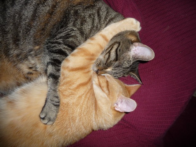 Коты и Кошки