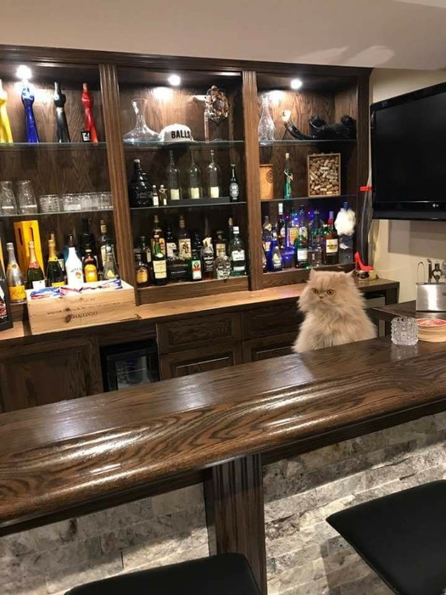 Коты и Кошки