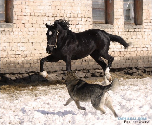 Конепятница