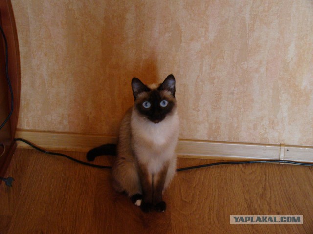 20+ (спорных) фактов о психологии и характере кошек, которыми поделился заводчик со стажем