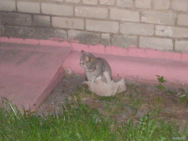 Котовторник  07.06.11
