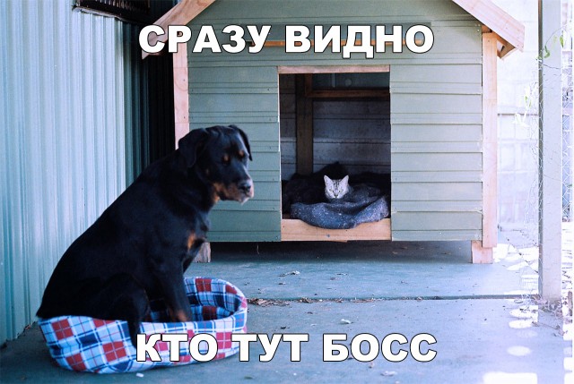 Милые животные. Мимиметр сломался