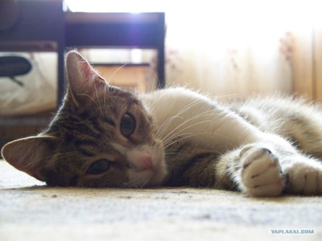Котовторник (21.02.2012)