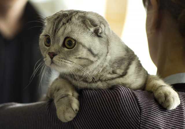 Котовторник 20.03.2012
