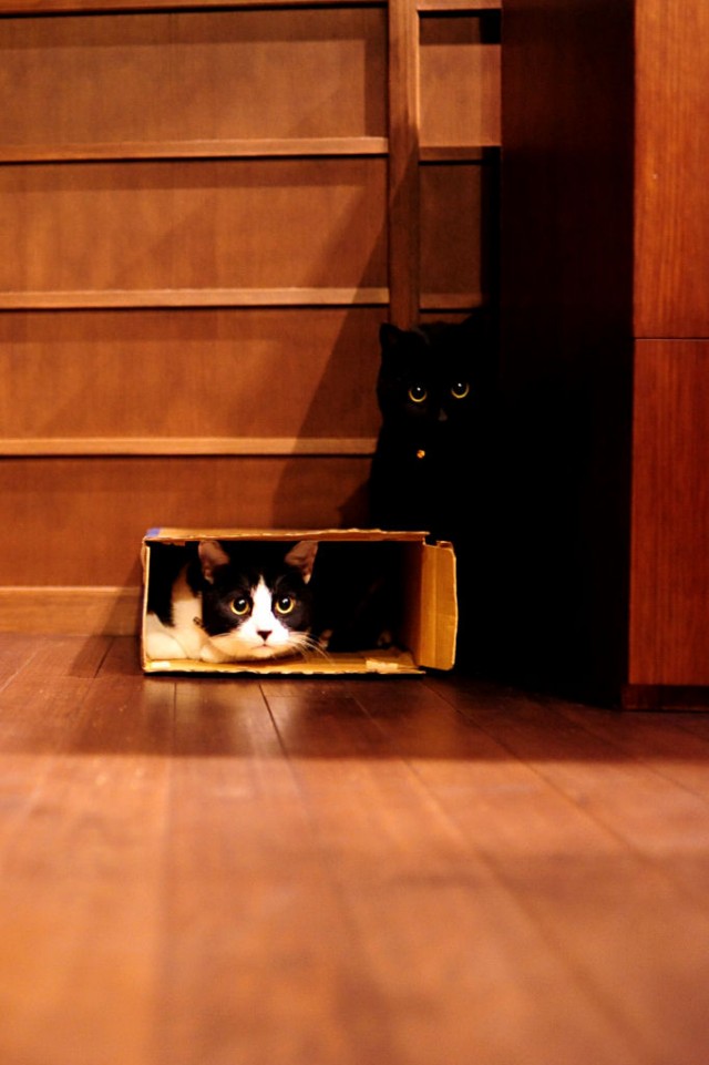 Котовторник 17.04.2012