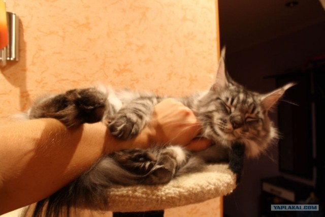 Котовторник  28.08.12