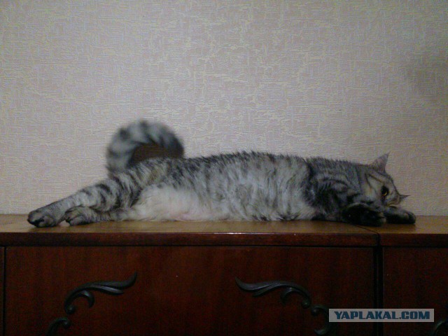 Котовторник 18.06.2019