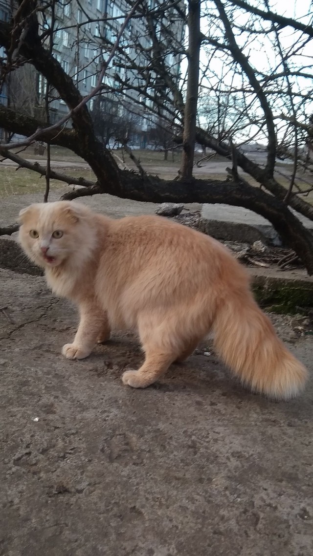 Забавные картинки с котами из сети