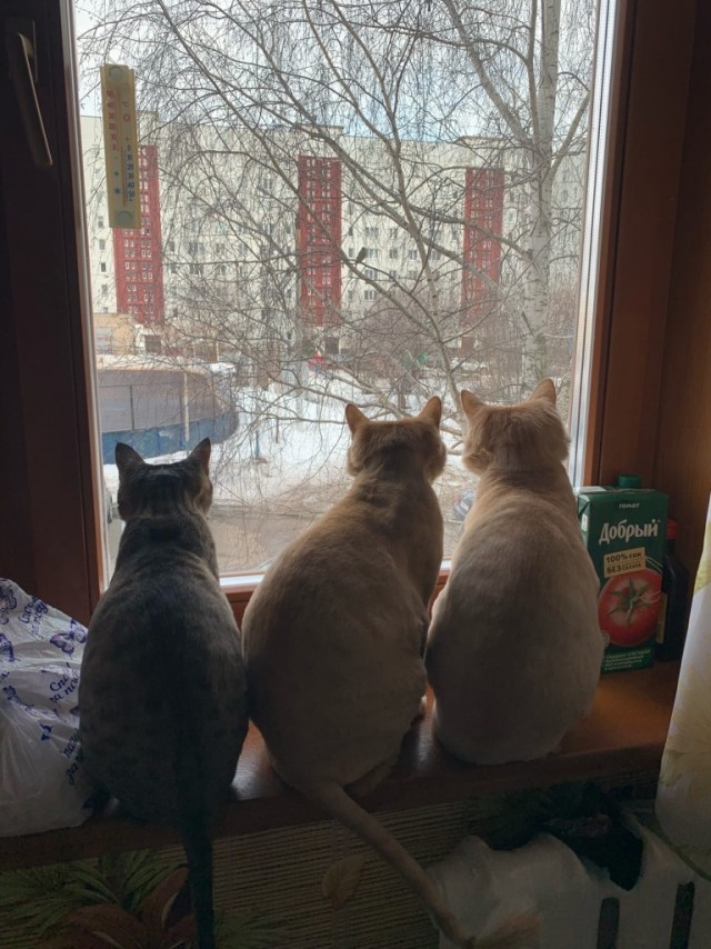 Живность 15.03.20
