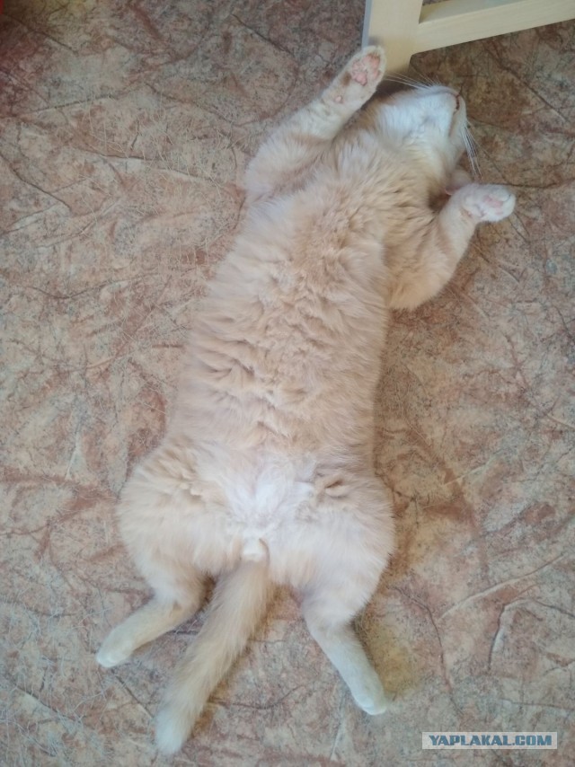 Котовторник 17.11.20