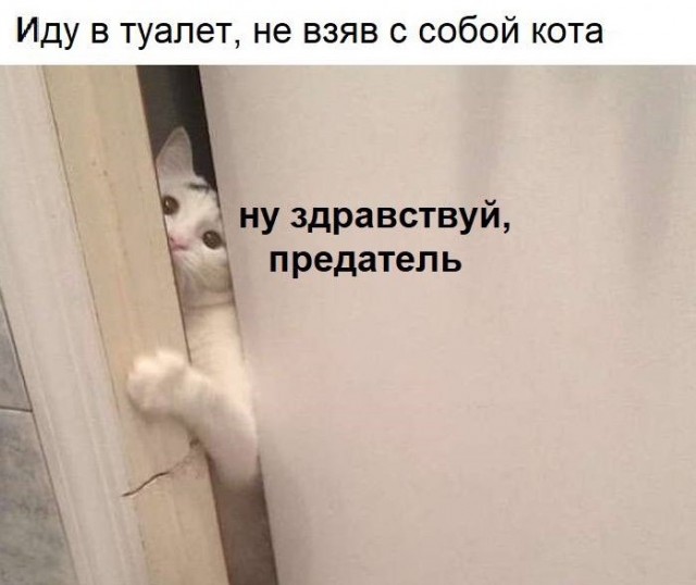 Картинки с котами и про котов