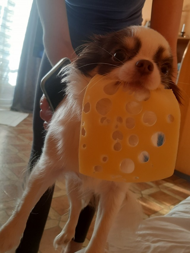 Чихуахуята