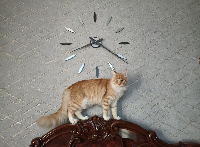 Кошка