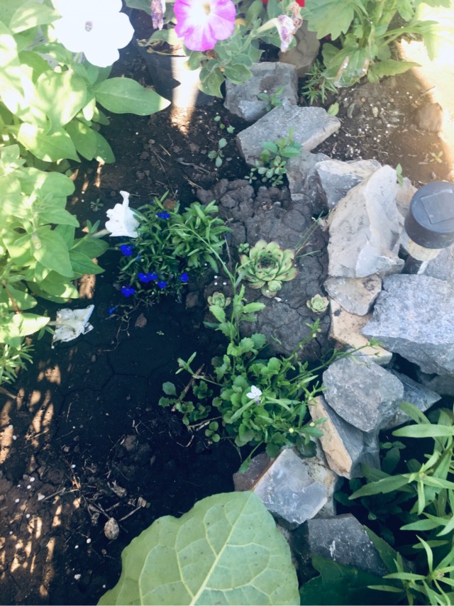 Для любителей сада-огорода