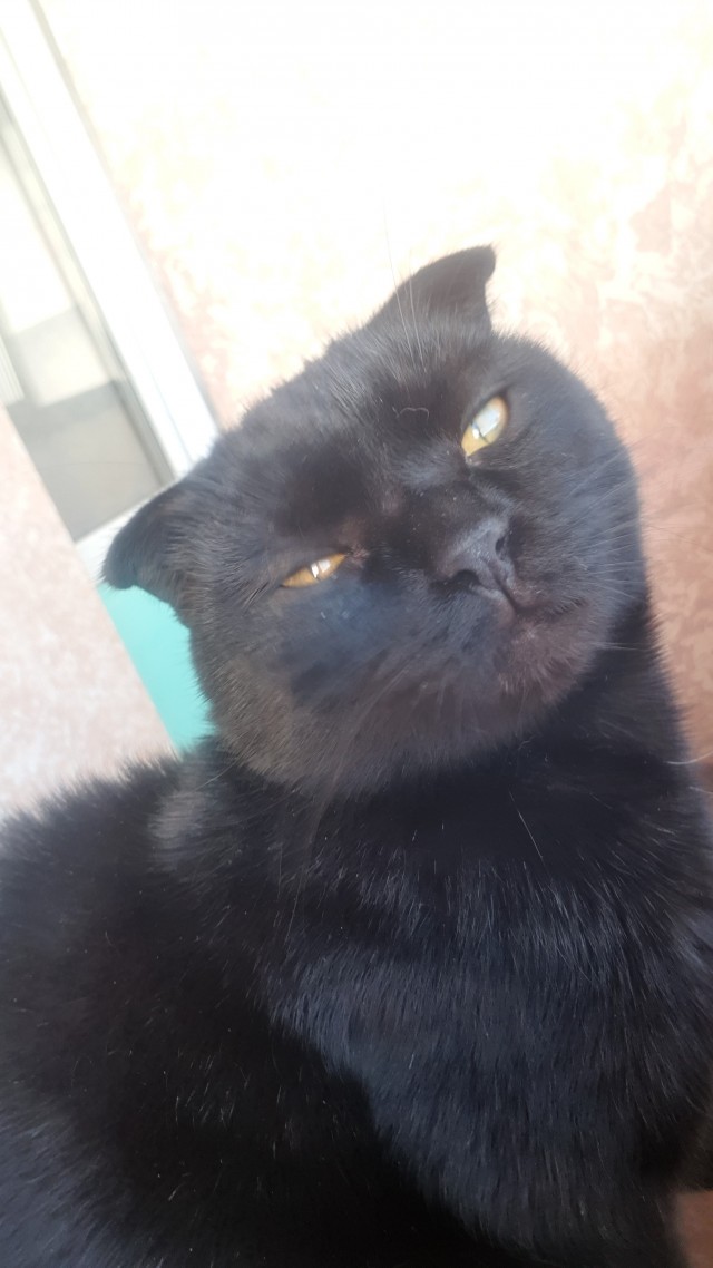 Ура! Котовторник.