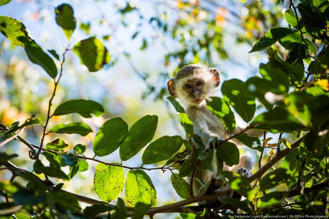 Зимбабве или как я чуть не умер