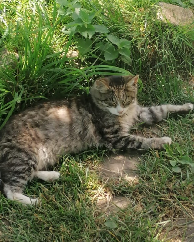 Котовторник 19.07.22