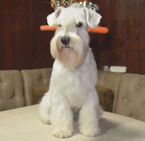 ! ПРОПАЛА СОБАКА !