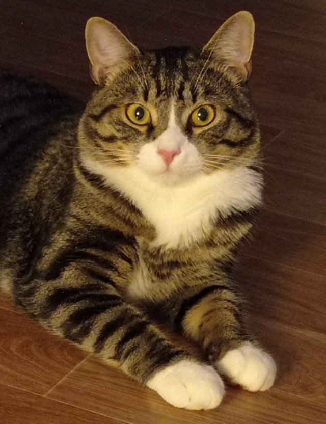 Мой котовторник