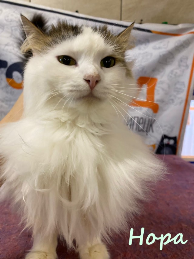 Жизнь домашнего приюта "Котоленд" 382