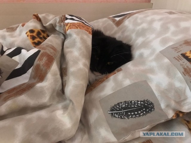 Много дел у кота на даче...
