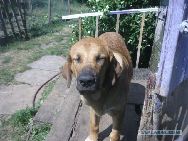 Жизнь домашнего приюта для котеек 450