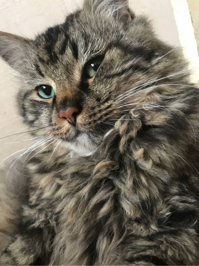 Котовторник! 16+ Коллеги-рабы, отмечаемся, у кого хозяину много лет!