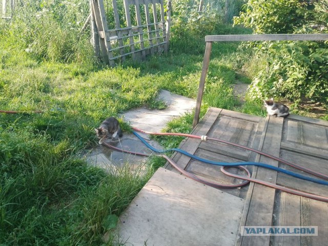 Жизнь домашнего приюта для котеек 505