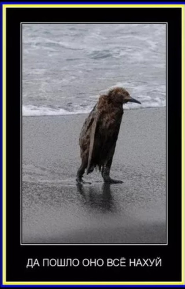 Самые смешные снимки животных в дикой природе за всю историю фотоконкурса Comedy Wildlife Photography Awards