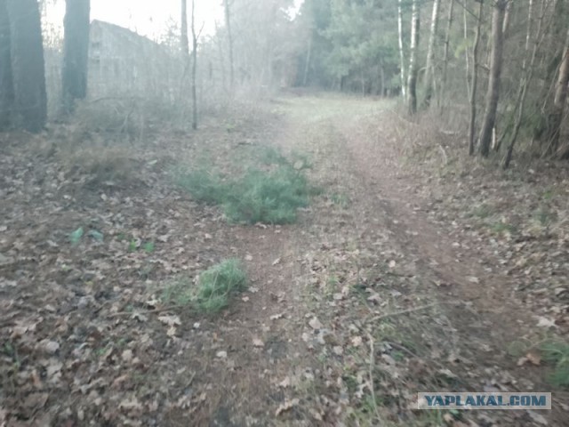 Жизнь домашнего приюта для котеек 525