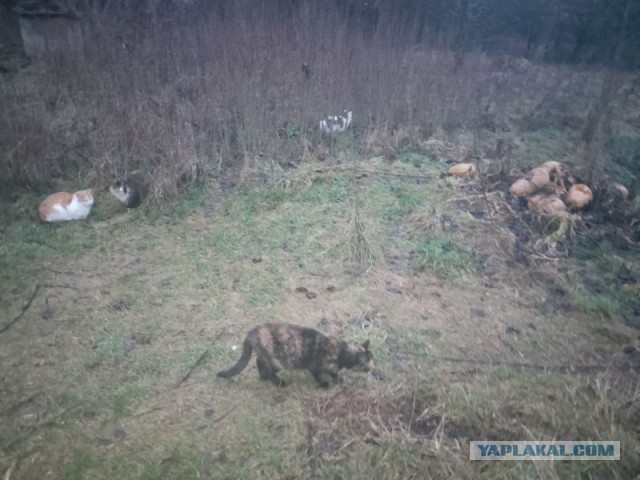 Жизнь домашнего приюта для котеек 528
