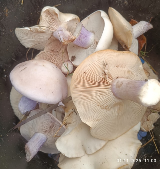 Просто хвастаюсь