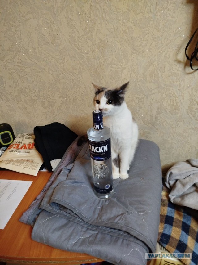 Ужасающий случай. Кошкин беспредел.