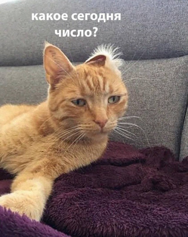 Tapтaлeтки & Ко