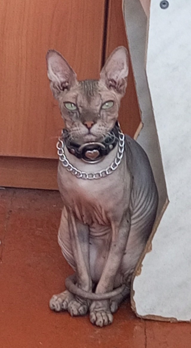 В защиту кошек породы Сфинкс канадский...