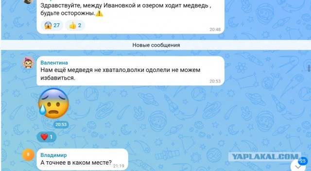 Медведи по улицам?