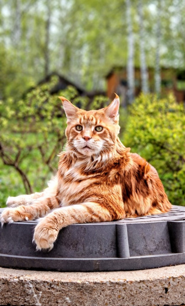 Котовторник. Начало
