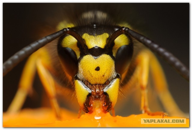 Шершень (Vespa crabro)