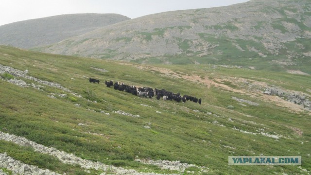 Горный Алтай, двухнедельный поход