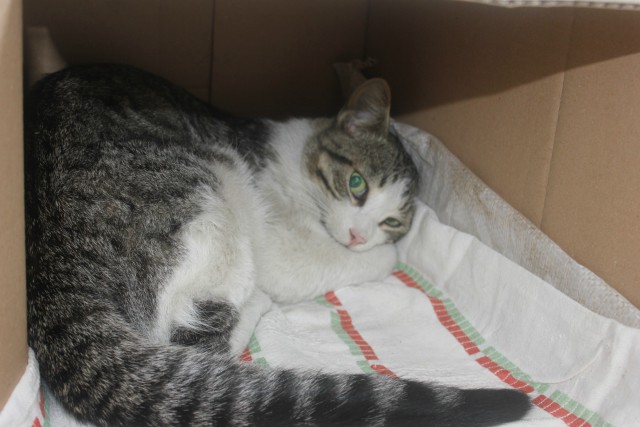 Как я котана выручал