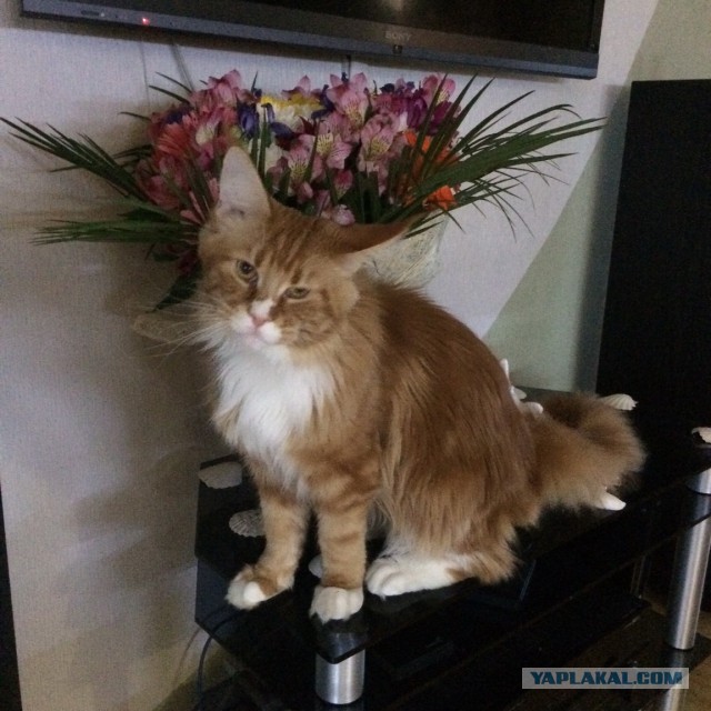 Котовторник 11.11.2014